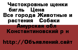 Чистокровные щенки бигль › Цена ­ 15 000 - Все города Животные и растения » Собаки   . Амурская обл.,Константиновский р-н